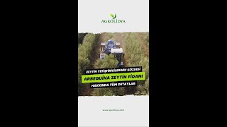 Arbequina Zeytin Fidanı Hakkında Merak Edilenler Arbequina ZeytinFidanı Agrolidya Tarım [upl. by Caye]