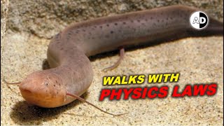 African Lungfish The First LandWalker Fish [upl. by Haliehs]