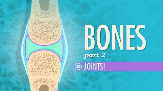 Joints Crash Course Anatomy amp Physiology 20 [upl. by Alesi]