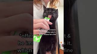 Watch my ca be brave for his monthly arthritis shot 🖤 thekatcurtis cats blackcats arthritis [upl. by Jelle75]