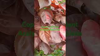 Plant variety Copper Leaf Plant  Acalypha AchieversVariety Crotten PlantsShorts [upl. by Zabrina]