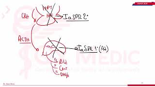 CLASE UNIVERSITARIA  QX MEDIC ENDOCRINOLOGÍA GLÁNDULA SUPRARRENAL PARTE 1 [upl. by Douville]