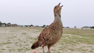 Teetar birds  teetar recording  teetar kee awaz  gray francolin teetar voice [upl. by Hyacinthe]