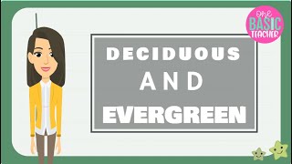 Deciduous and Evergreen Trees For Kids [upl. by Nosnek495]