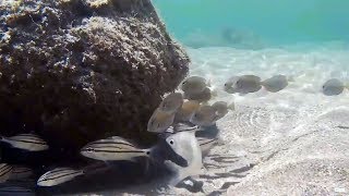 Snorkeling Bathtub Reef Beach Stuart Florida 🐟 Underwater Video 🐟 [upl. by Lombardo878]