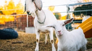 The newest HEADSTRONG baby goat meets the herd [upl. by Eillor]