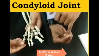 Condyloid Joint  Condyloid Joint Example  Ellipsoidal Joint Motion and Movement  Human Skeleton [upl. by Dagney293]