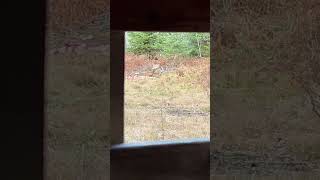 lonebowhunter archery archeryhunter bowhunting funny deerseason hunting [upl. by Bithia732]