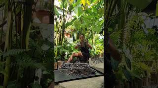 How to propagate Anthurium Pedatum [upl. by Akienahs184]