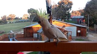 Ettamogah pub cockatoo [upl. by Niraa]