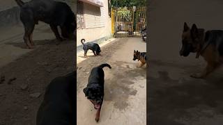 Rottweiler pack jara hai park khelne shorts rottweiler [upl. by Chatterjee495]