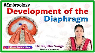 Development of the Diaphragm  Human Embryology [upl. by Julissa]