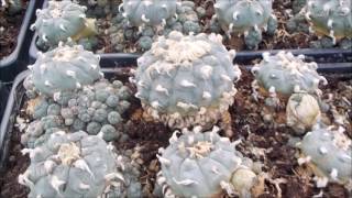 Lophophora williamsii peyote Mutterpflanzen [upl. by Seaver]