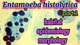 Entamoeba histolytica Habitat Epidemiology Morphology  Amoebiasis  Parasitology [upl. by Aneem]