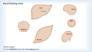 Ready Set Heal 2 Biochemical Metabolism [upl. by Groveman]