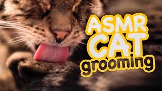 ASMR Cat  Grooming 44 [upl. by Demitria671]