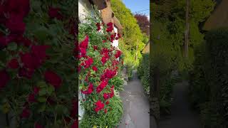 Enchanting Thatched Cottages and Blossoms in Bishopstone [upl. by Anastassia]