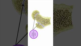 Joint between epiphysis and diaphysis [upl. by Anaeda]