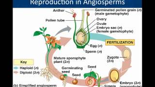 02 Botany Plant Growth and Development [upl. by Niarbo]