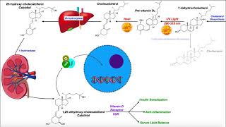 Vitamin D  Biosynthesis amp the Vitamin D Receptor [upl. by Branden]