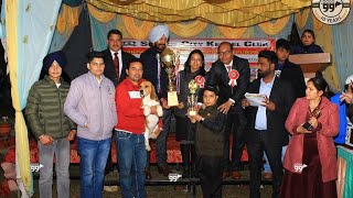 BEAGLE NO1 BEST IN SHOW  PUSHPA GUJRAL SCIENCE CITY KAPURTHALA [upl. by Zaraf970]