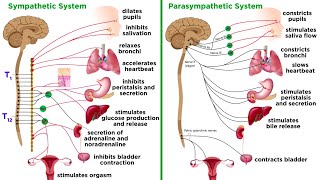 The Autonomic Nervous System Sympathetic and Parasympathetic Divisions [upl. by Emmer]