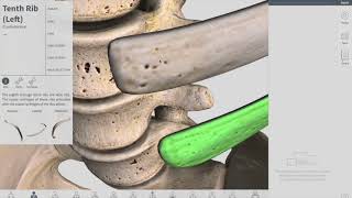 Joints of Thorax  Thorax part 3 Anatomy [upl. by Enaxor]