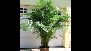 Areca Palm Indoor  House  Home Of Indoor amp Office Plants Picture Collection [upl. by Anomar]