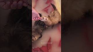 Leur petit bain d’avoine annuel 🥰🫶🏻 furet furets ferret ferrets funnyvideos funnyshorts [upl. by Ayotnahs]