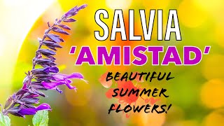 5 Reasons to Grow Salvia Amistad in YOUR Garden this Year [upl. by Ardnaiek]