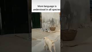 Thats the power of the mom funnymemes big dj love doglover dog babysdogshorts power of momk [upl. by Attikram]