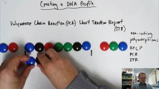 Creating a DNA Profile [upl. by Ingeberg]