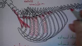 13B Trunk Myology [upl. by Ignatzia196]