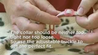 How to fit a collar for your cat [upl. by Agnella]