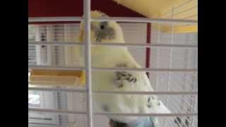 Perruche qui parle beaucoup  Ferby le petit oiseau Talking Budgie [upl. by Bushore707]