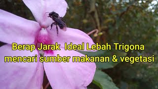 Berapa jarak lebah trigona mencari makan amp sumber vegetasi ⁉️ lebahtrigona bee [upl. by Eniotna601]