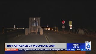 Boy attacked by mountain lion Malibu Creek State Park [upl. by Karoly713]