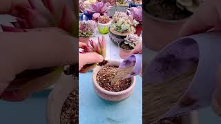 Technique repotting succulents shortvideo houseplant nature plants indoorgardening shorts [upl. by Lahcsap]