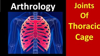 Joints of thoracic cage anatomy thorax thoraxanatomy cartilage arthritis jointpain [upl. by Lemak]