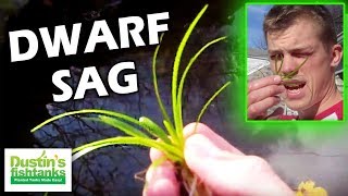 How to grow foreground plants Dwarf Sag Species Sunday [upl. by Yerffeg152]