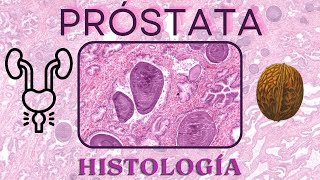 Histología de Próstata [upl. by Alastair482]