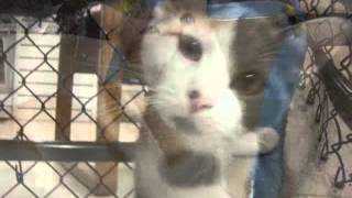 Animal DREAMS Rescue catskittens December 2012 many still looking for homes [upl. by Inobe547]