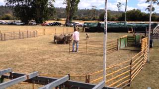 Tasmanian Smithfield yard dog trial [upl. by Aneeh]