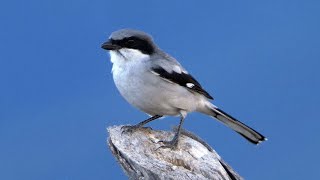 Loggerhead Shrike and its call [upl. by Saimon]