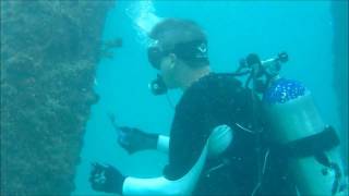 Deerfield Beach Pier SCUBA Dive [upl. by Sidra860]