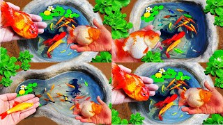 Top Video 5 Catch ornamental fish cute goldfish turtle koi fish cute fish in a small pond [upl. by Dranoel]