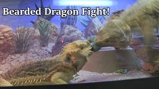 Bearded Dragons FIGHT OVER FOOD [upl. by Orms]