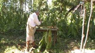 Harvesting Tobacco [upl. by Shlomo]