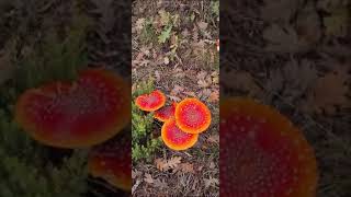 Amanita muscaria 2024 forest mushroom naturaleza mushroomforest navarra nature wildmushrooms [upl. by Yrolg]