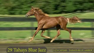 29 Tahays Blue Jazz [upl. by Adneral]